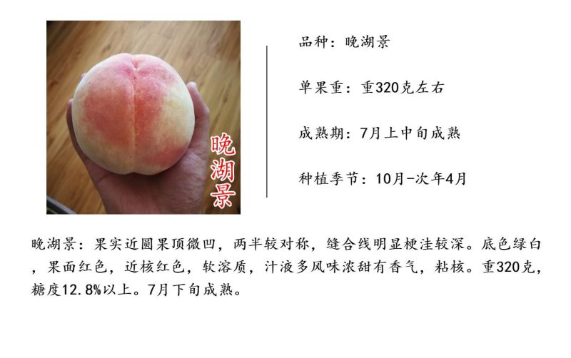阳山水蜜桃苗晚湖景新白花红不软桃树苗新品种