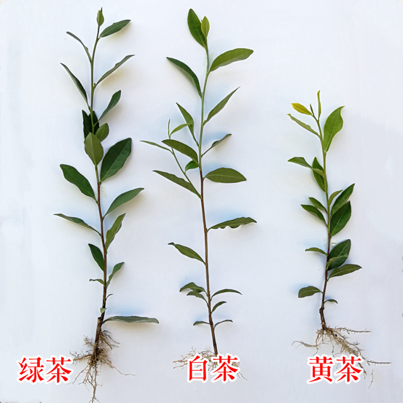 安吉白茶苗茶叶苗茶树苗极白奶白白叶一号白茶苗