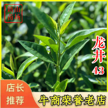 龙井43茶苗绿茶树苗茶叶苗龙井43号茶苗群体种