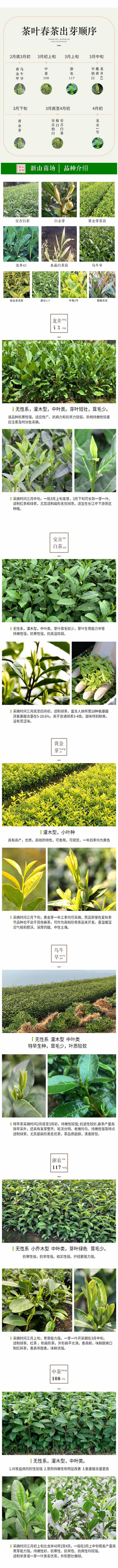 龙井43茶苗绿茶树苗茶叶苗龙井43号茶苗群体种