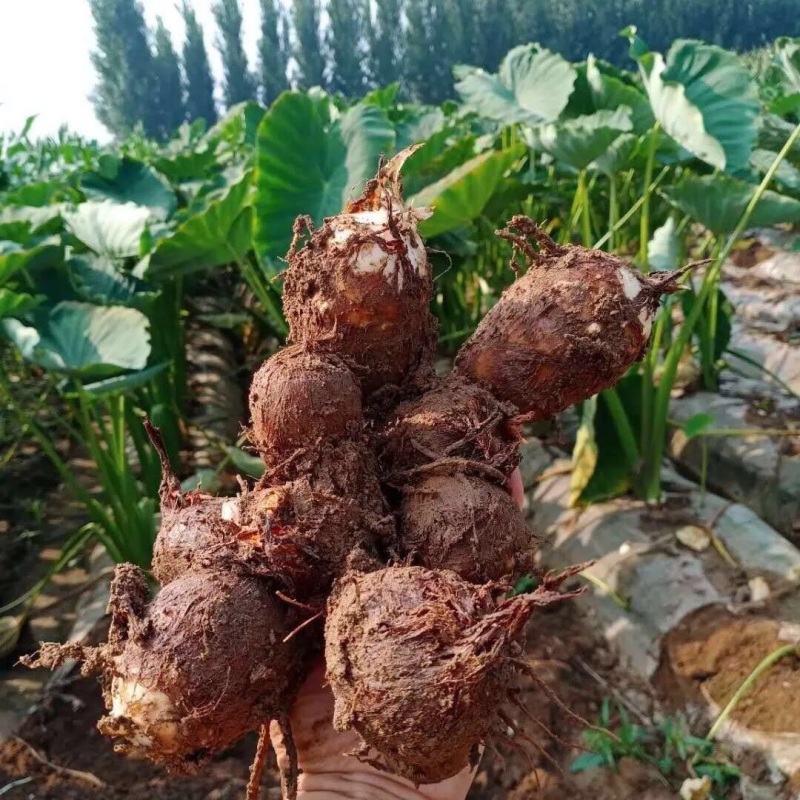 洋芋芋头山东产地直供一手货源价格实惠可全国发货