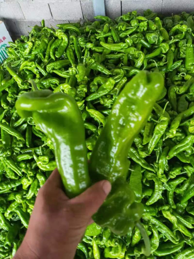 精品301螺丝椒大量上市，,新鲜采摘，货源充足