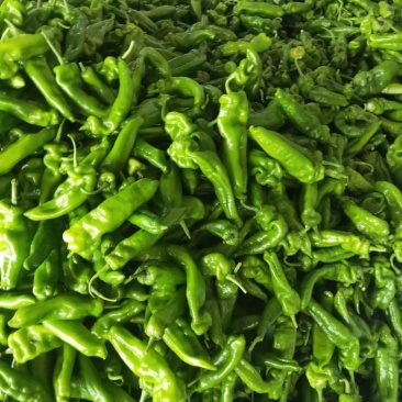 精品301螺丝椒大量上市，,新鲜采摘，货源充足
