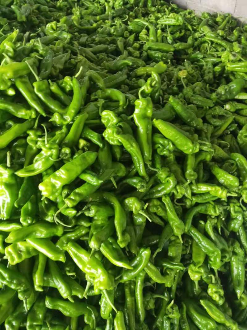 精品301螺丝椒大量上市，,新鲜采摘，货源充足