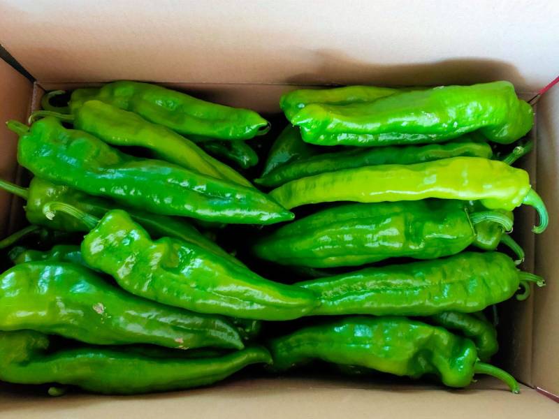 精品301螺丝椒大量上市，,新鲜采摘，货源充足