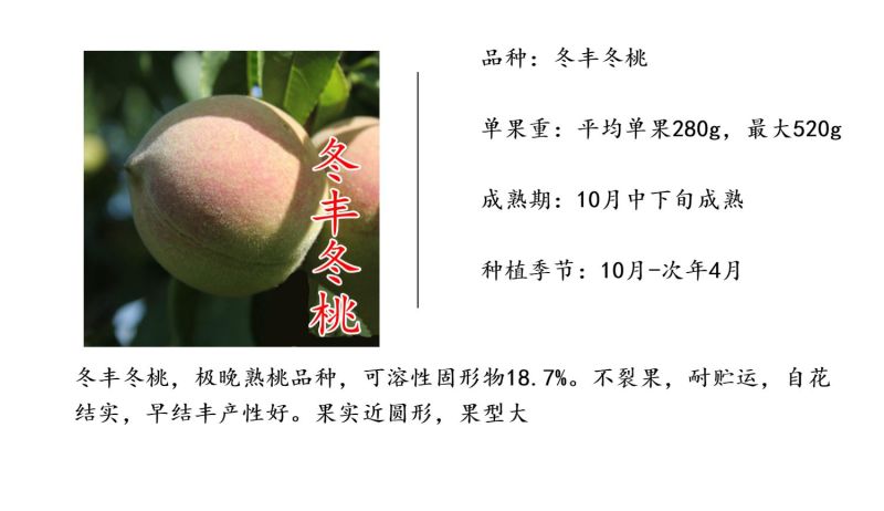 冬桃苗冬丰冬桃晚熟桃树苗新品种金秋红蜜