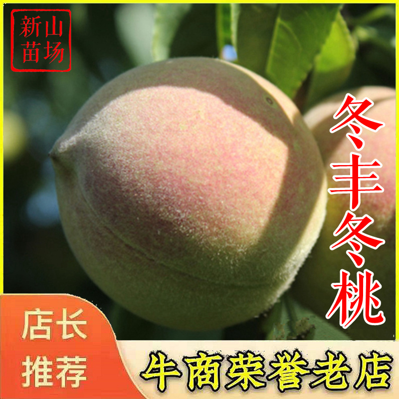 冬桃苗冬丰冬桃晚熟桃树苗新品种金秋红蜜