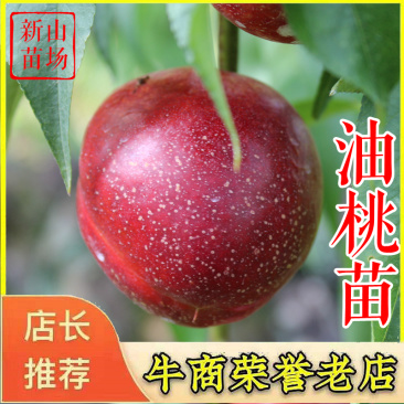 油桃苗珍珠枣油桃曙光早红宝石白肉黄肉油桃树苗