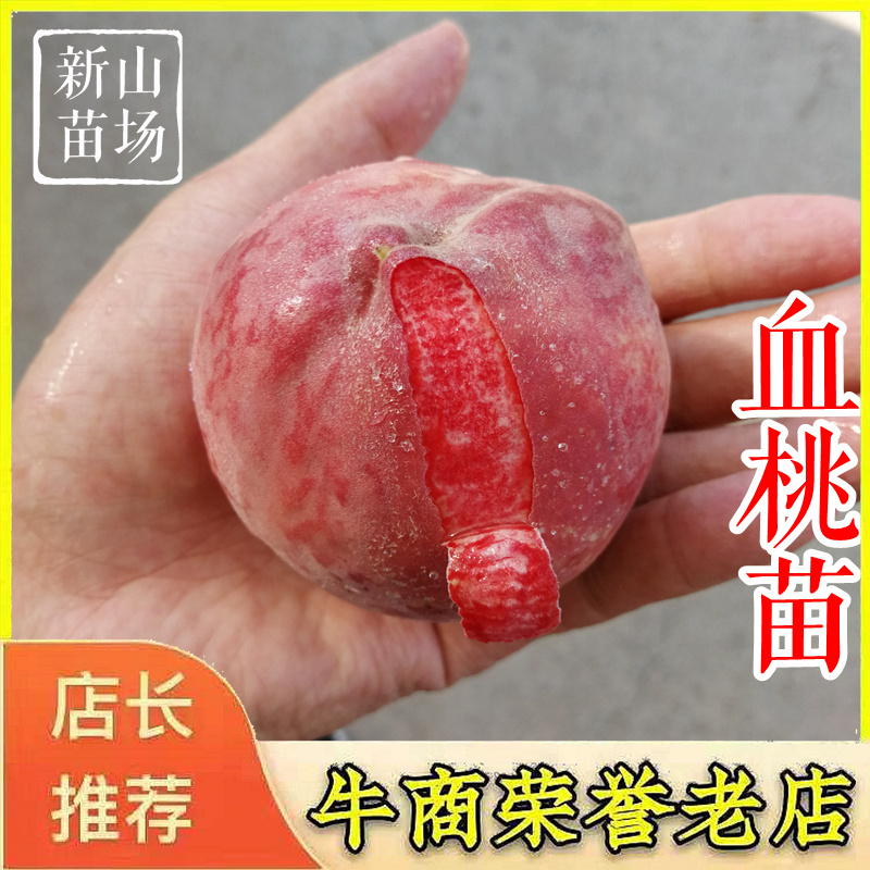 血桃苗中桃24号红心红肉桃树苗新品种