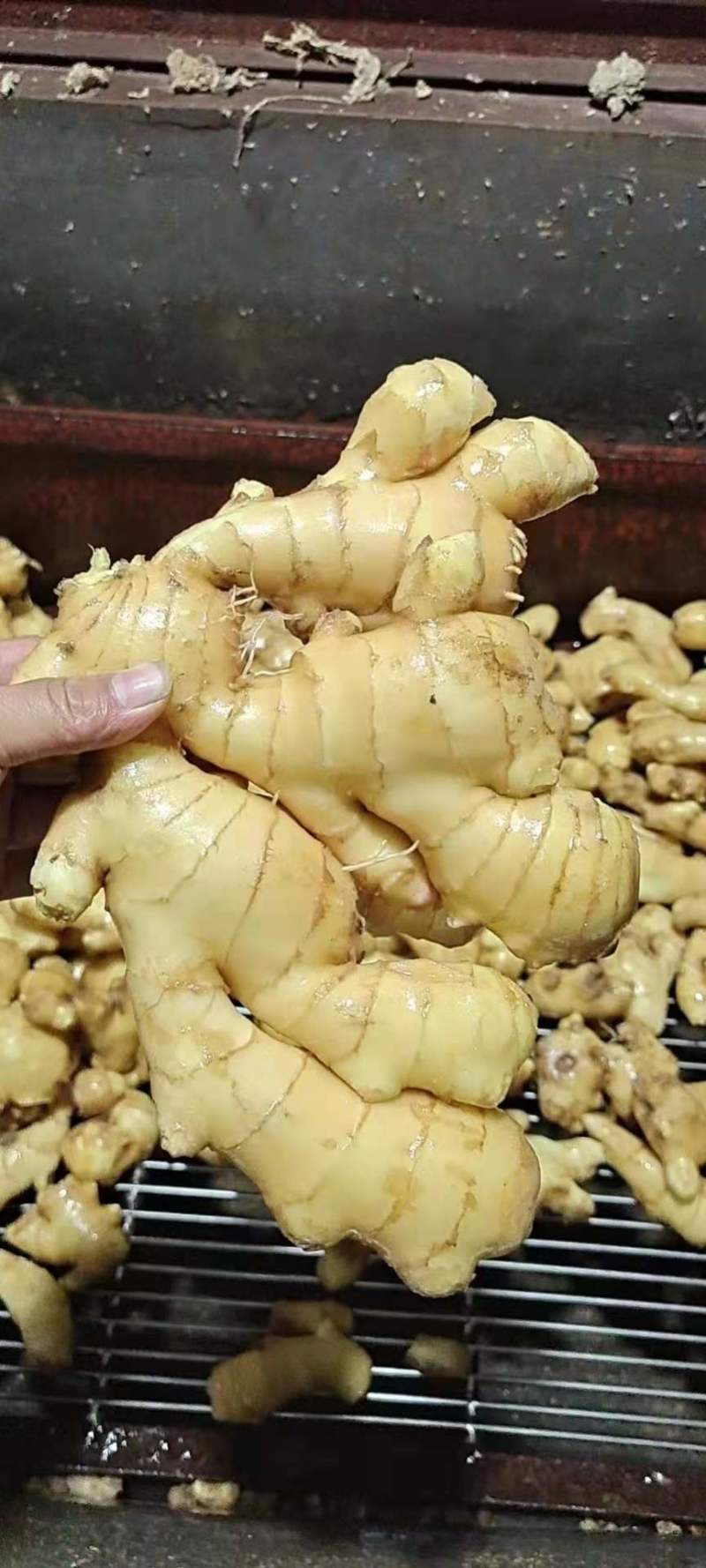 【热卖】生姜山东优质鲜姜大黄姜，小黄姜，全国发货