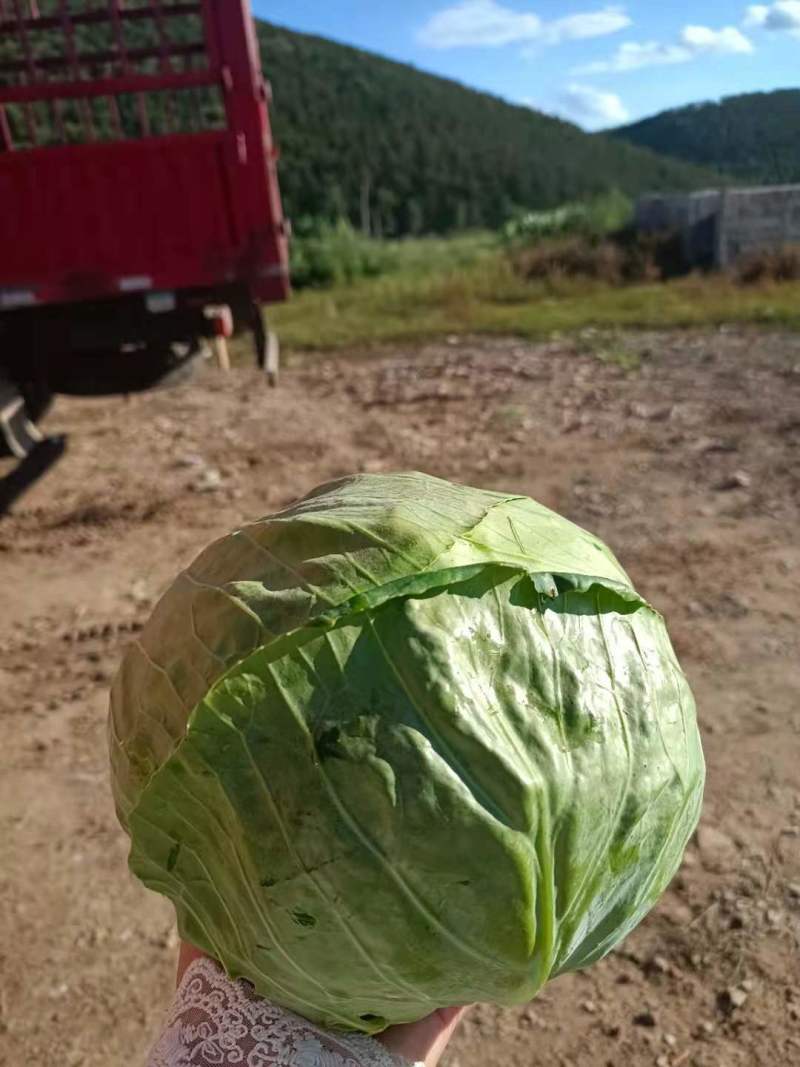 河北蔚县精品中甘甘蓝已大量上市，高山蔬菜耐运输口感好！