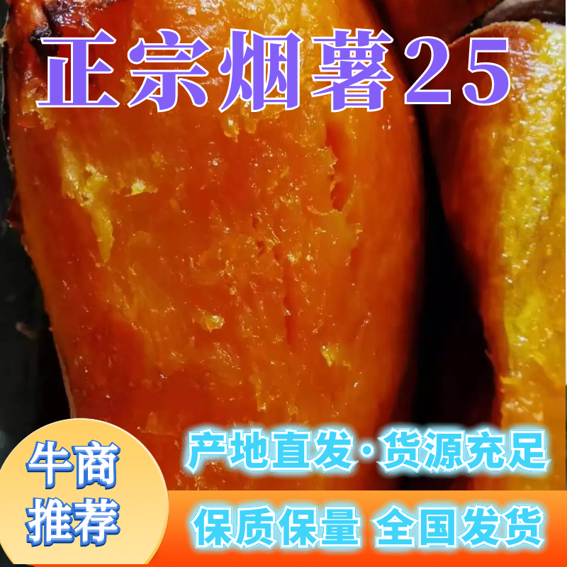 河北烟薯25烟薯烤红薯专用薯自营基地，全年供应
