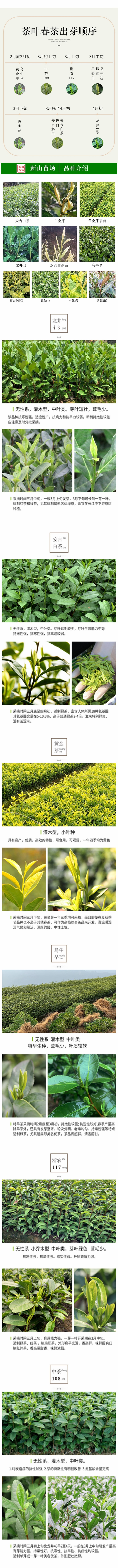 黄金芽茶苗茶叶苗黄金叶黄金甲茶树苗黄茶叶苗