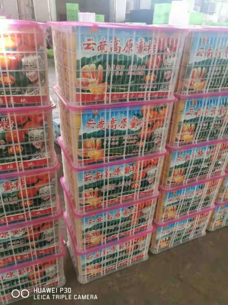 【实力】四川精品蜜桔大量上市产地直供现摘现发欢迎采购