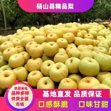 砀山县秋月梨酥梨，基地直采直销，货源稳定供货，支持出口