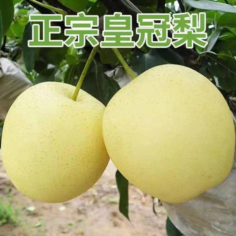 砀山皇冠梨套袋白皇冠，基地直采直销，货源稳定供货全国市场