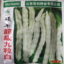 九粒白种子豆角种子四季豆菜豆白芸豆荚长肉厚抢上市早