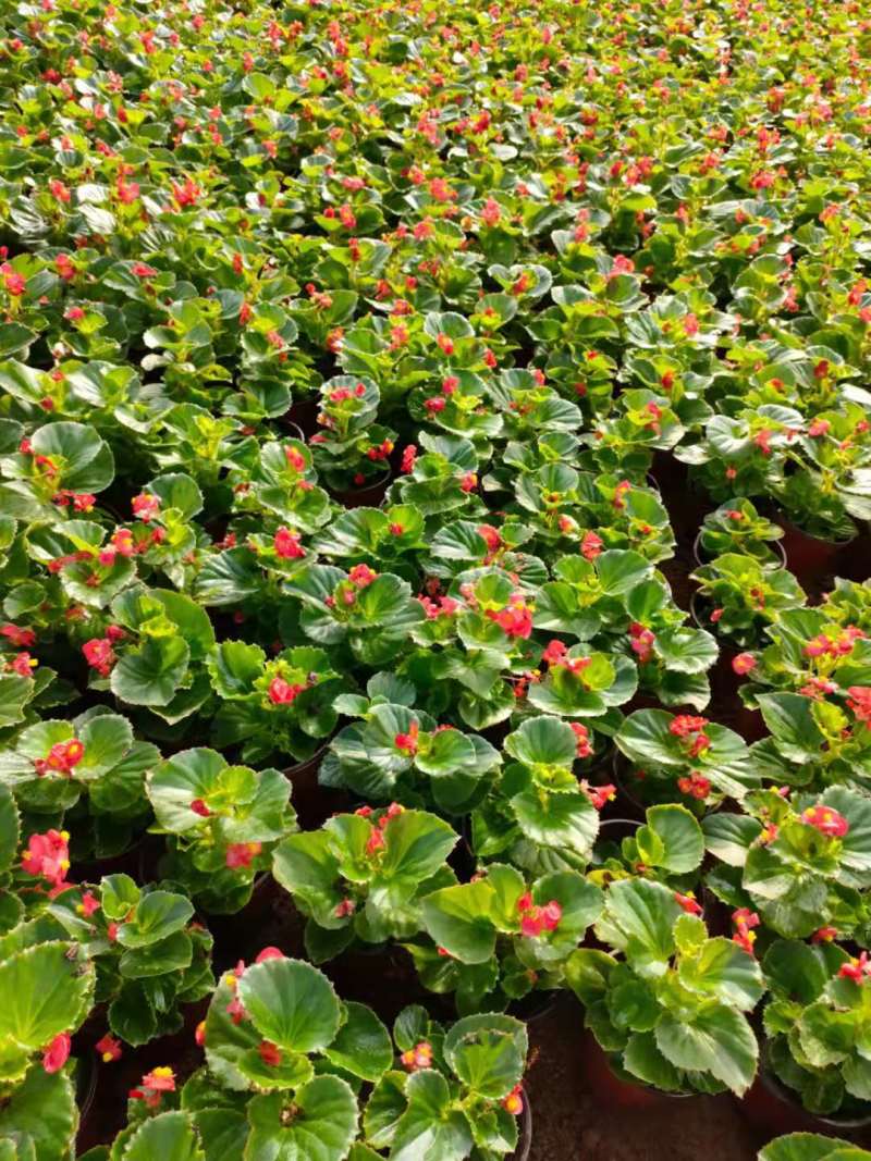 【青州花卉盆景】孔雀草大量供货产地直发支持线上交易