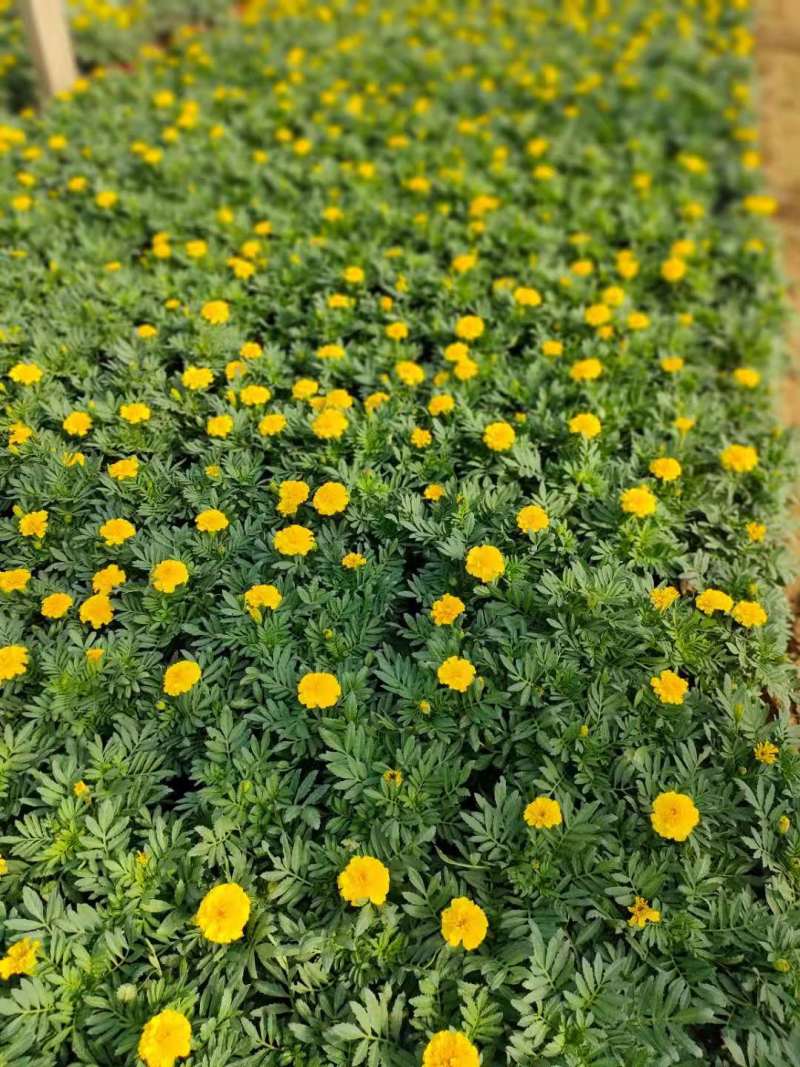 【青州花卉盆景】孔雀草大量供货产地直发支持线上交易