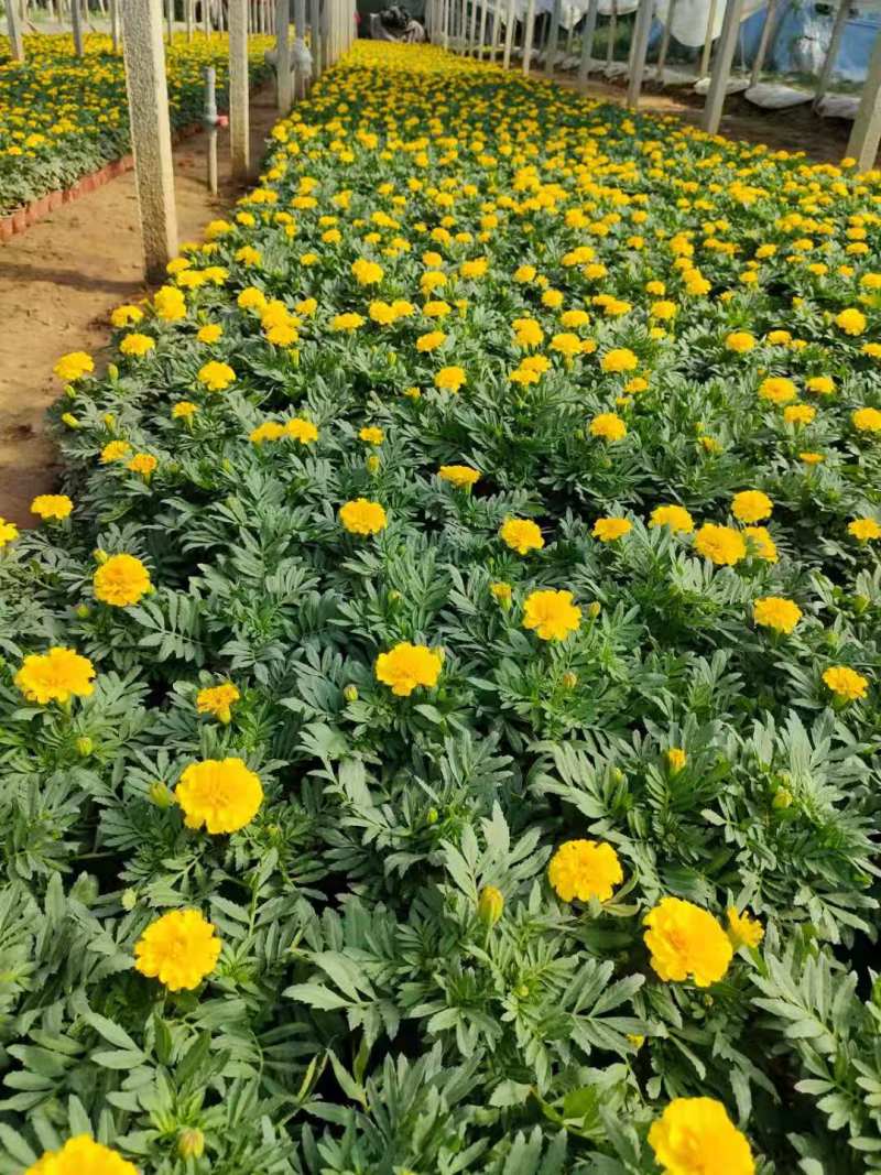 【青州花卉盆景】孔雀草大量供货产地直发支持线上交易