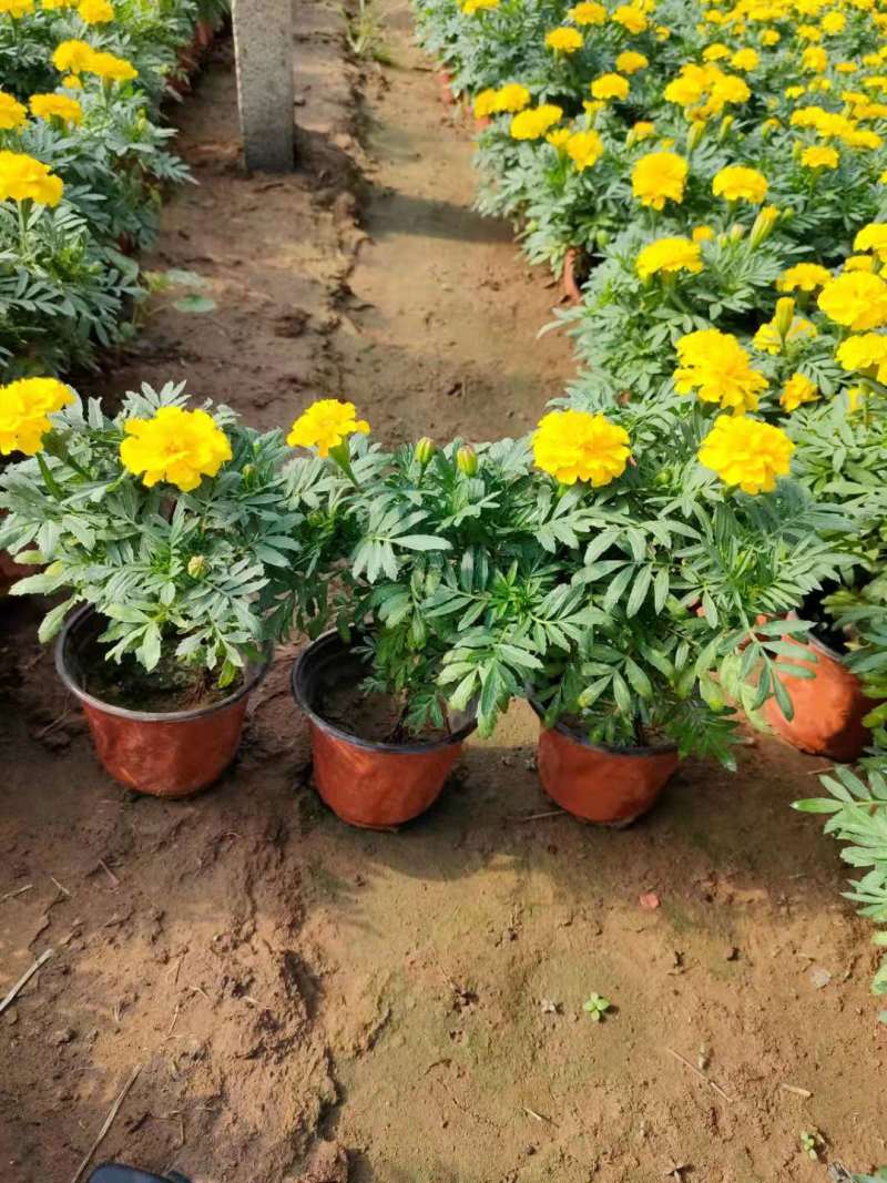 【青州花卉盆景】孔雀草大量供货产地直发支持线上交易