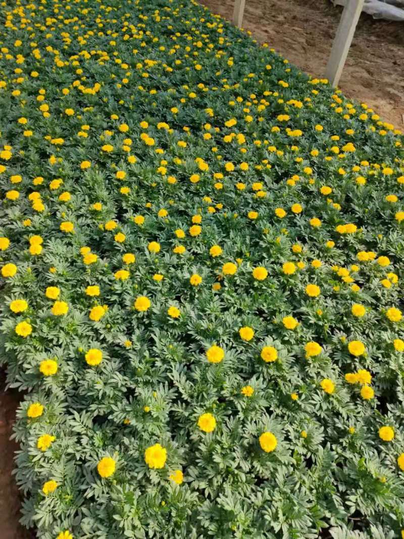 【青州花卉盆景】孔雀草大量供货产地直发支持线上交易