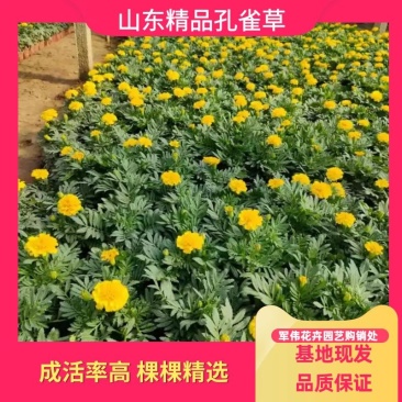 【青州花卉盆景】孔雀草大量供货产地直发支持线上交易