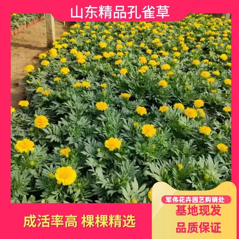【青州花卉盆景】孔雀草大量供货产地直发支持线上交易