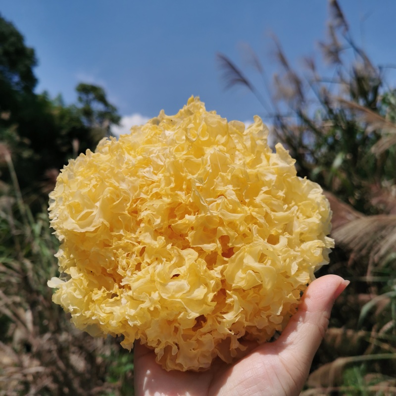 杜鹃古田银耳干货商超精选小包装无熏硫糯银耳雪耳白木耳