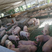 【优质肥猪】300~400斤货源充足，价低质优，欢迎咨询