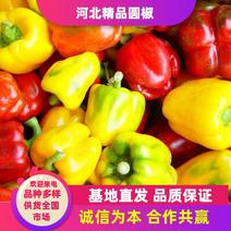 【辣椒】河北辣椒圆辣椒大量低价供应自产自销品质保证