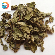 薄荷薄荷绿色统段药味浓郁地道药材实物拍摄