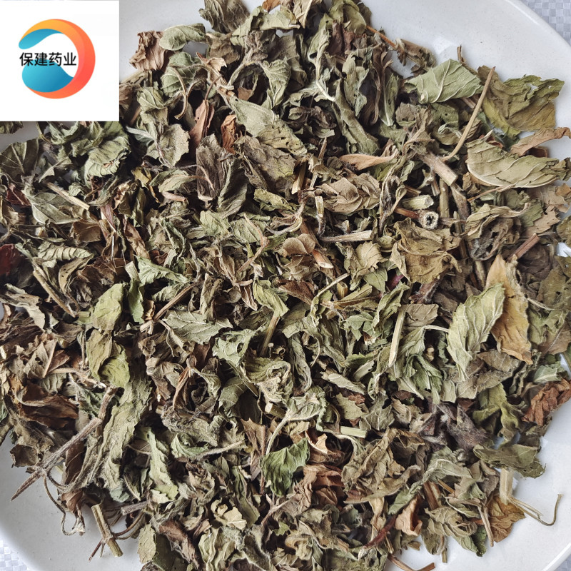 薄荷薄荷绿色统段药味浓郁地道药材实物拍摄