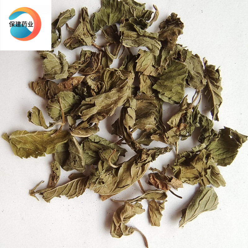 薄荷薄荷绿色统段药味浓郁地道药材实物拍摄