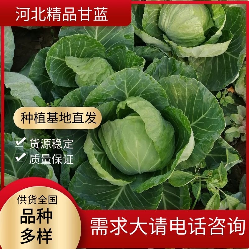 河北精选甘蓝，基地直产自销，稳定供货全国市场。
