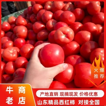山东硬粉西红柿大红多种果蔬可以配车对接商超平台，各种包装