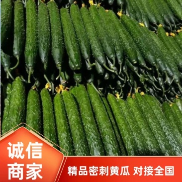 【精品】密刺黄瓜中小条青瓜山东莘县大量上市中支持各种包装