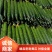 【精品】密刺黄瓜中小条青瓜山东莘县大量上市中支持各种包装