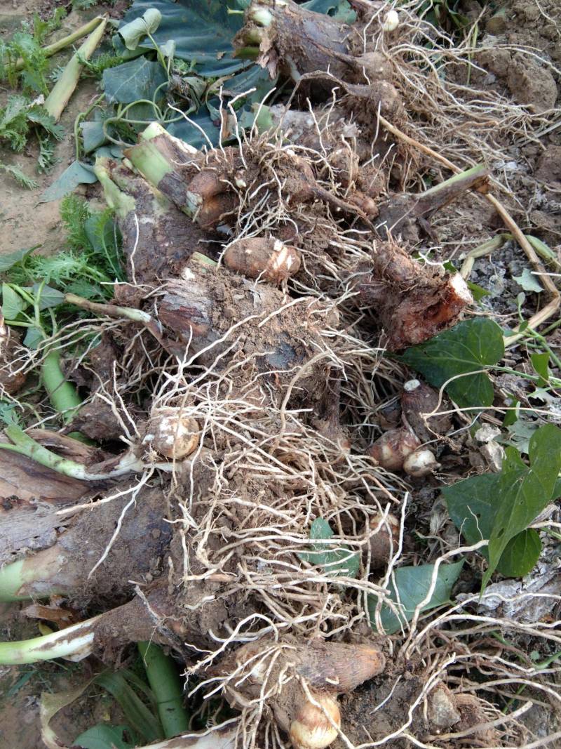 芋头毛芋头山东芋头产地直发大量上市价格美丽欢迎联系