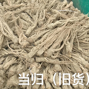 供应当归干货--甘肃陇南基地直供