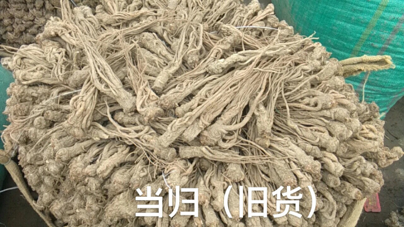 供应当归干货--甘肃陇南基地直供