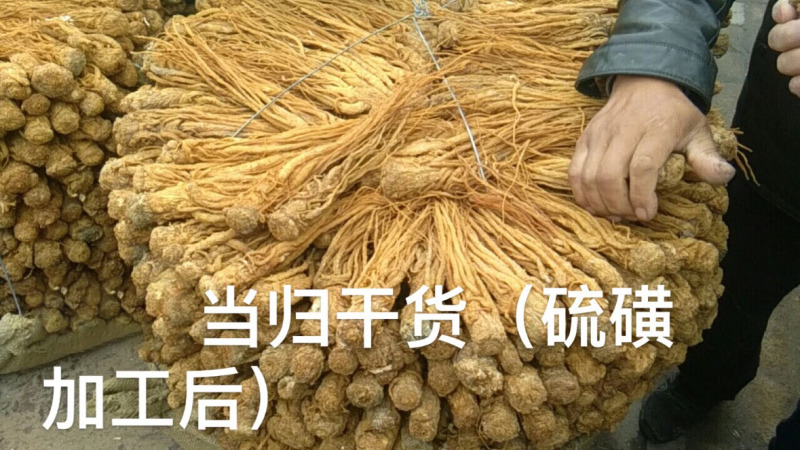 供应当归干货--甘肃陇南基地直供