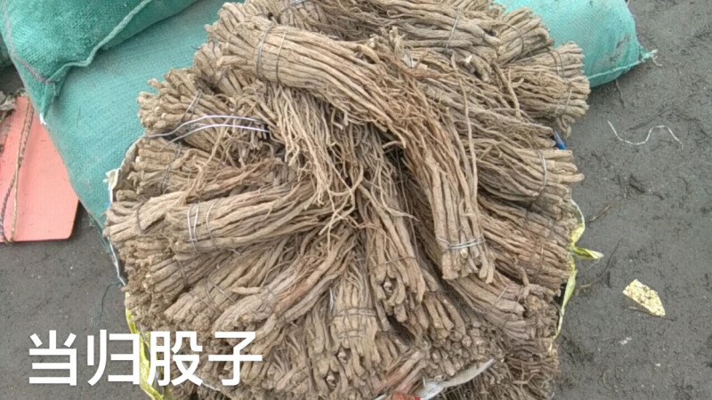 供应当归干货--甘肃陇南基地直供