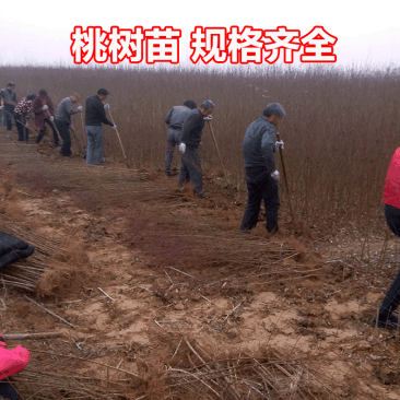 嫁接成品桃树苗水蜜桃大久保河南周口桃树苗规格齐全