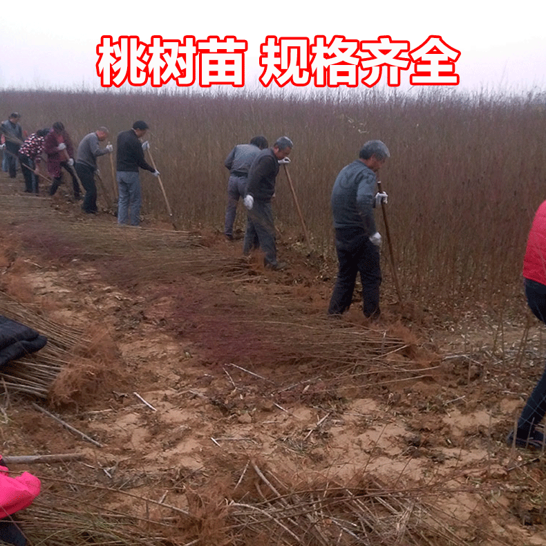 嫁接成品桃树苗水蜜桃大久保河南周口桃树苗规格齐全