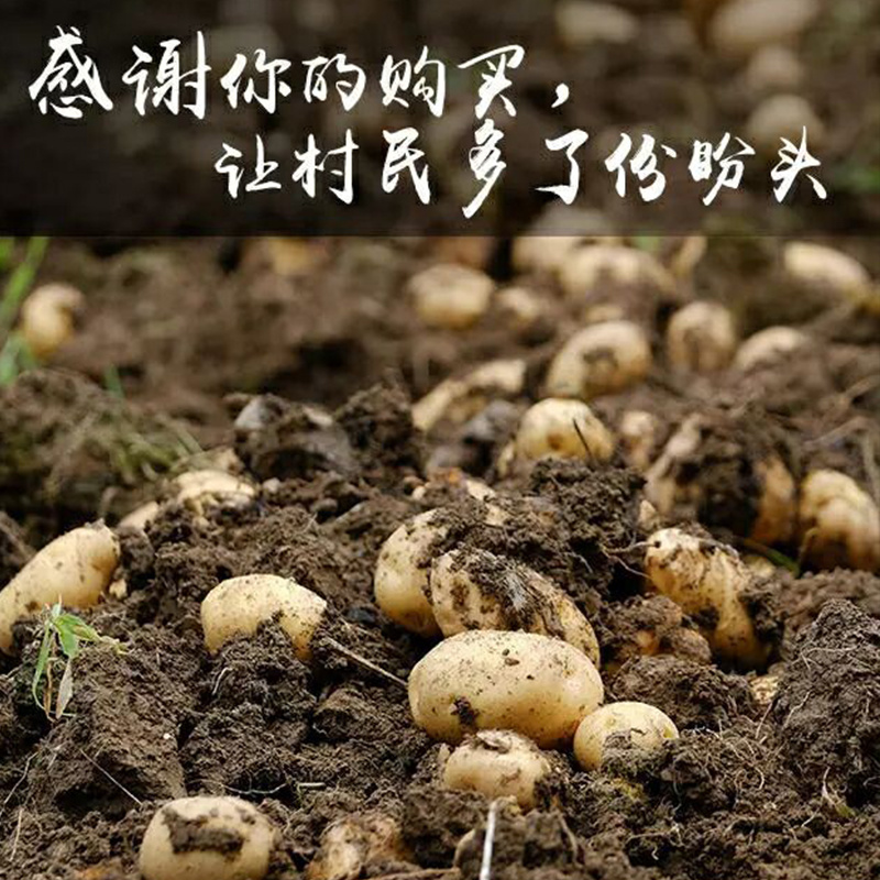 恩施市富硒马尔科小土豆产自世界硒都，欢迎电商咨询合作。