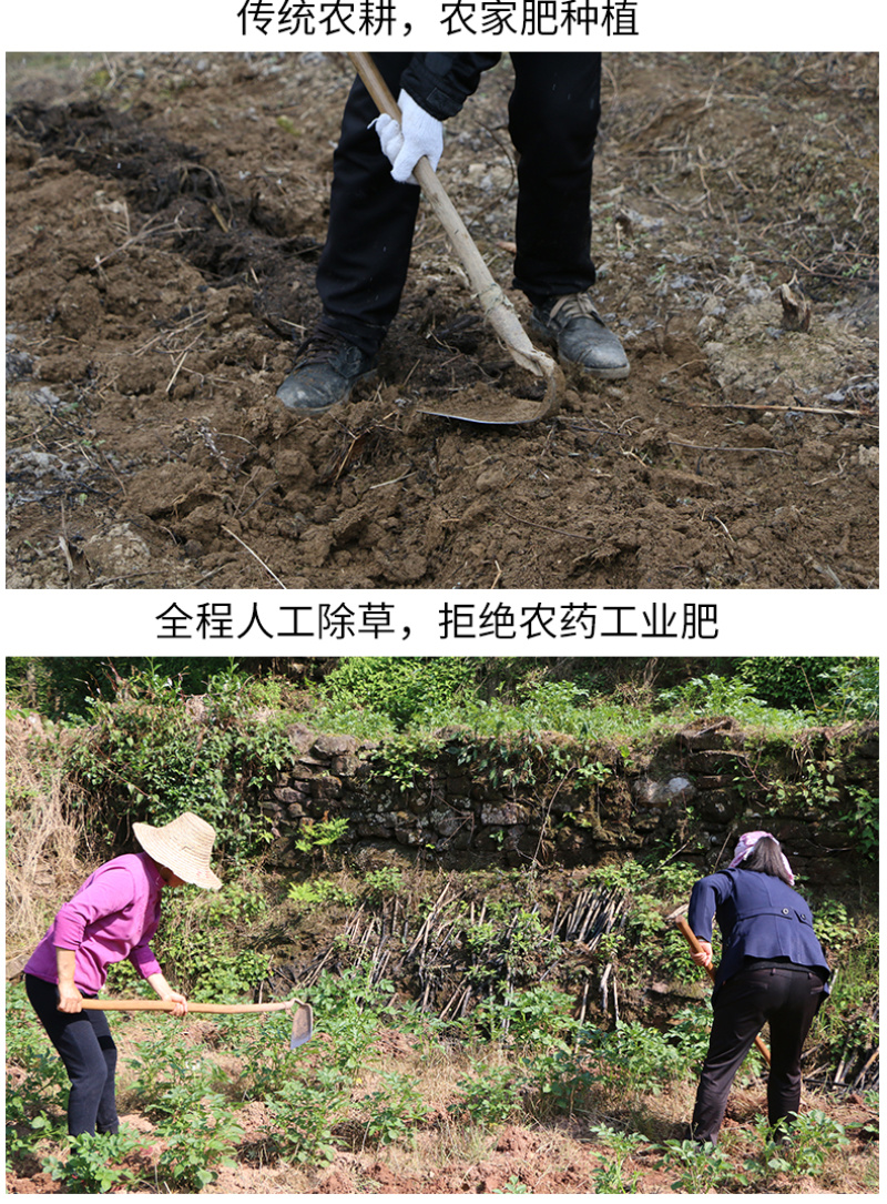 恩施市富硒马尔科小土豆产自世界硒都，欢迎电商咨询合作。