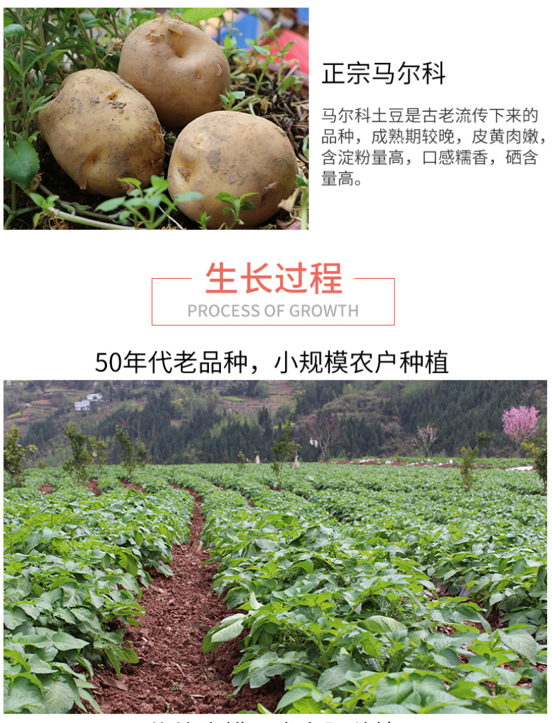 恩施市富硒马尔科小土豆产自世界硒都，欢迎电商咨询合作。
