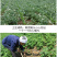 恩施市富硒马尔科小土豆产自世界硒都，欢迎电商咨询合作。