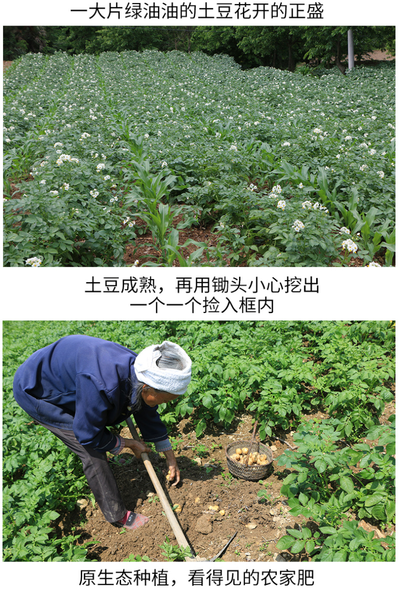 恩施市富硒马尔科小土豆产自世界硒都，欢迎电商咨询合作。